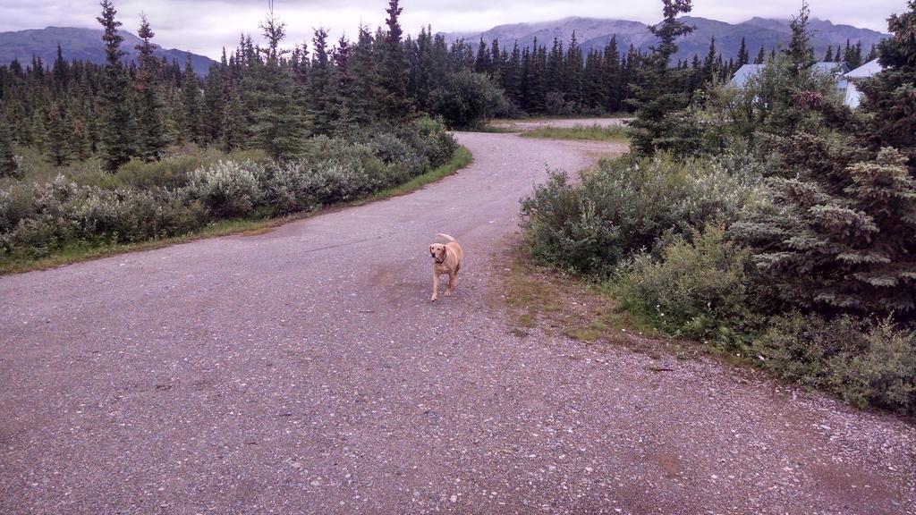 Denali'S Alaskan Spruce Cabins 힐리 외부 사진