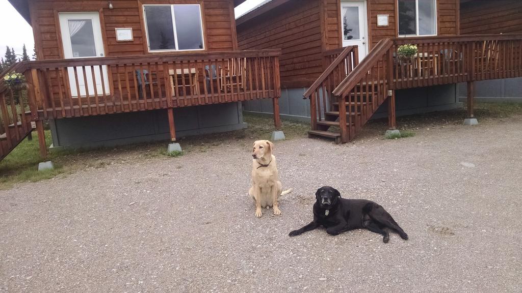 Denali'S Alaskan Spruce Cabins 힐리 외부 사진