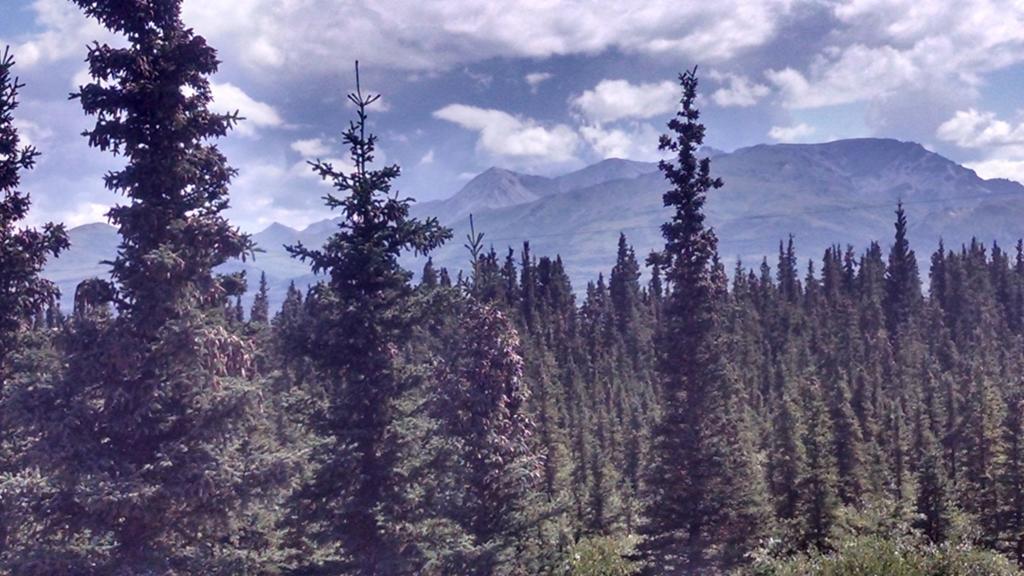 Alaskan Spruce Cabins 힐리 외부 사진