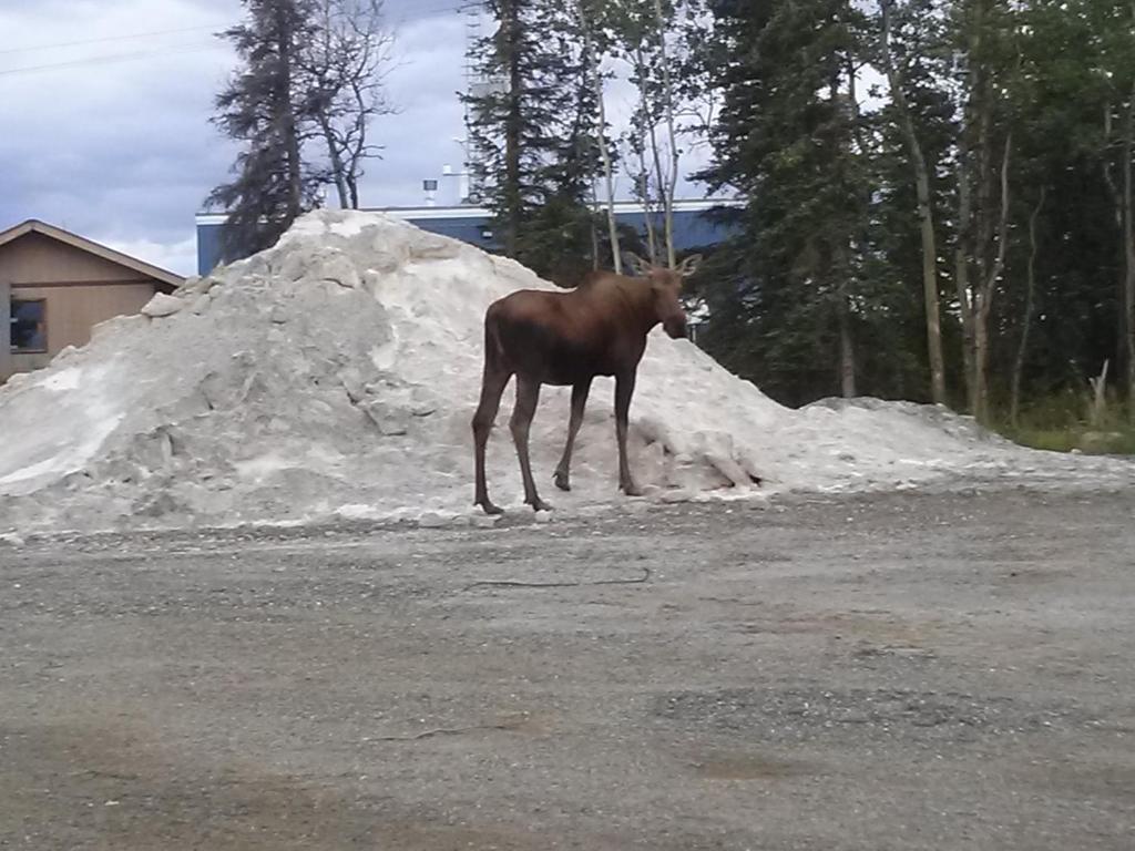 Denali'S Alaskan Spruce Cabins 힐리 외부 사진